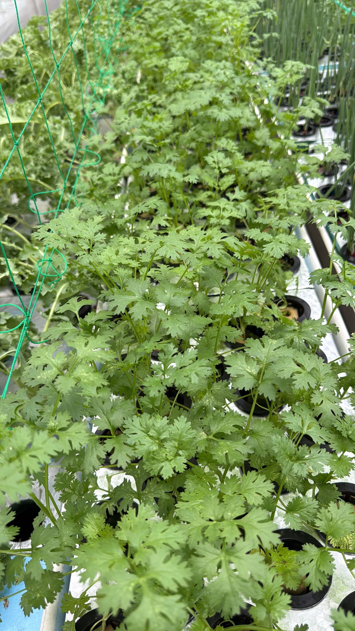 Coriander growing in AHA's aquaponics system