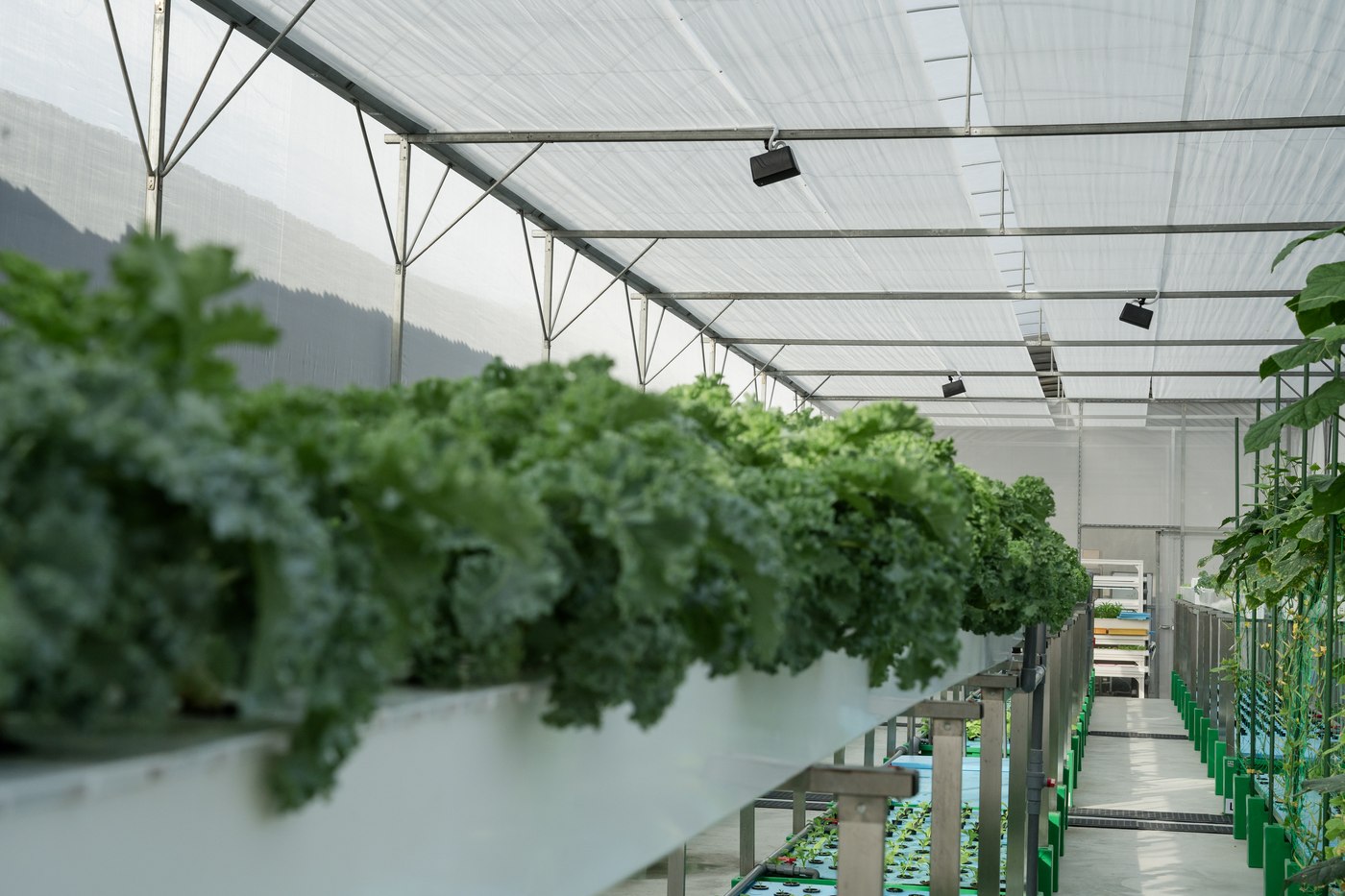 Rows of curly kale in a bright commercial greenhouse