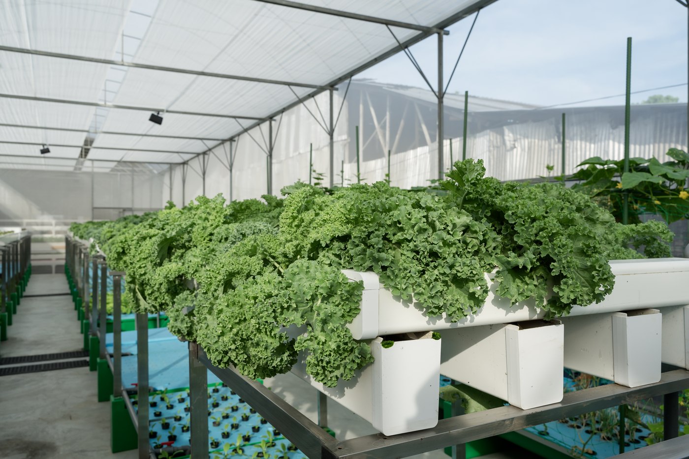 Farm staff inspecting curly kale grow beds