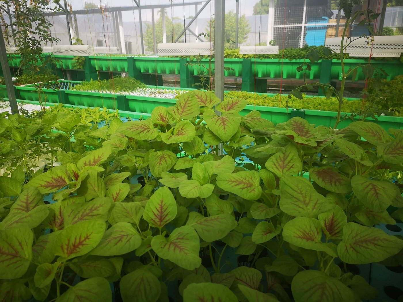 Red amaranth growing in the Aquaville grow beds, Gombak Setia