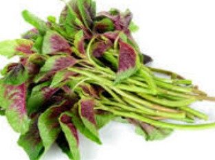 Red Bayam, fresh from Aquaville